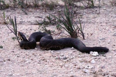 Swamp snake from the everglades