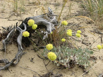 Close-up view of flowers