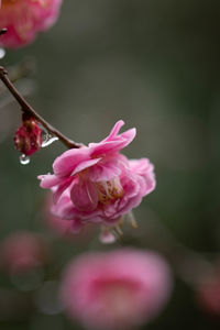 Close-up of pink rose