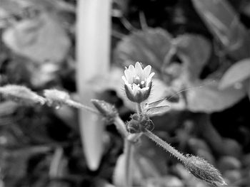 Close-up of flower blooming outdoors