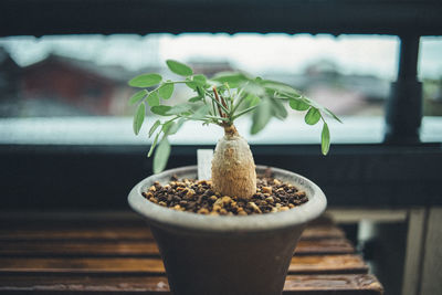 Close-up of small potted plant on table