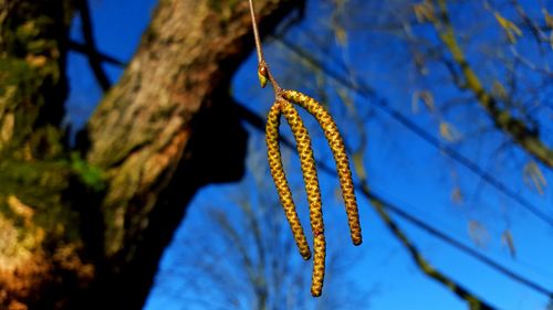 Low angle view of yellow flower against blue sky