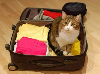 High angle portrait of cat in luggage on floor