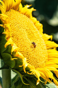 Close-up of honey bee on sunflower