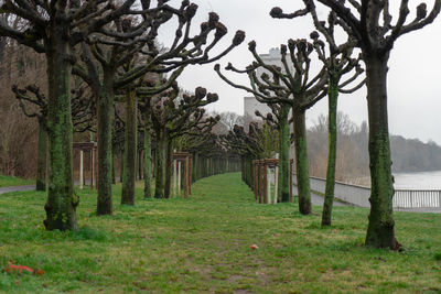 Trees on field during foggy weather