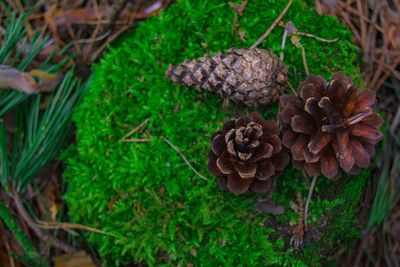 High angle view of mushrooms growing on plant
