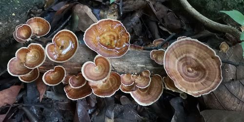 High angle view of a mushrooms