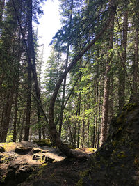 Trees in forest