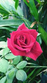 Close-up of red rose blooming outdoors