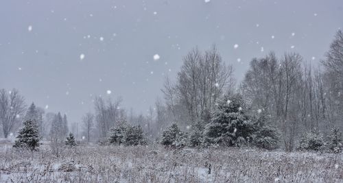 Trees on snow covered field against sky