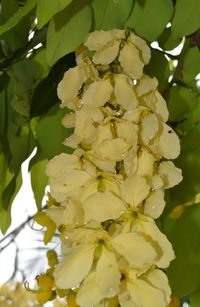 Close-up of white flowers blooming on tree