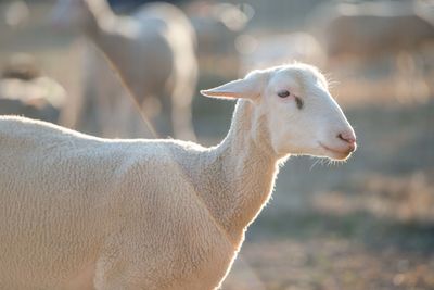 Close-up of goat