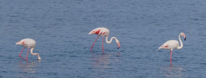 Birds in lake