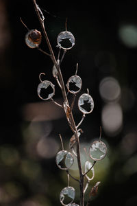 Close-up of wilted plant