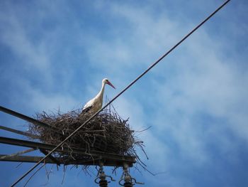 Low angle view of stork in nest