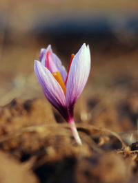 Close-up of purple crocus flowers on land