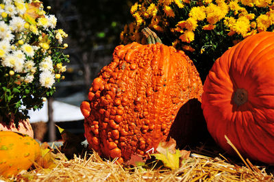 High angle view of pumpkins on field