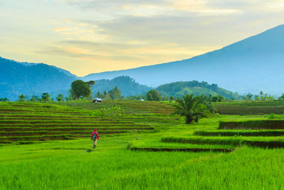 The beauty of the morning at the foothills of indonesian leaves