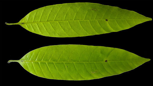 Close-up of green leaves against black background