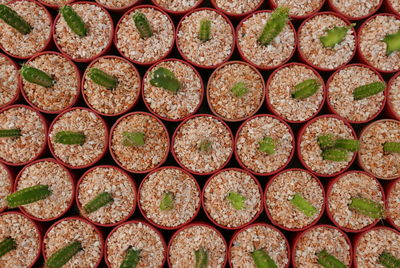 Full frame shot of potted plants