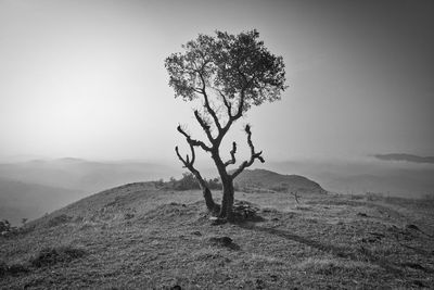 Tree on field against sky