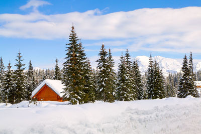 Pine trees on snow covered land against sky