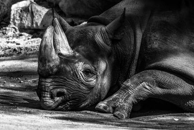 Close-up of animal head at zoo