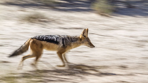 Side view of deer running