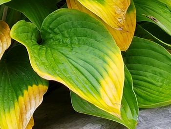 Close-up of yellow leaves