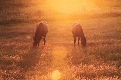 Horses grazing on grass during sunset