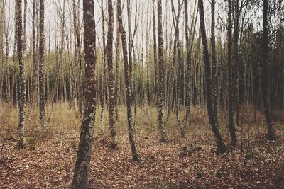 Trees in forest