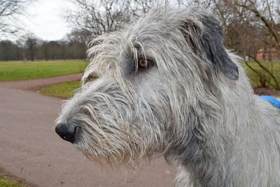 Close-up portrait of horse