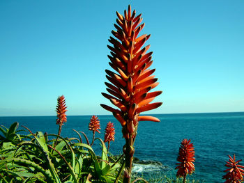 Scenic view of sea against clear blue sky