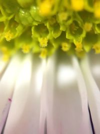 Close-up of flower