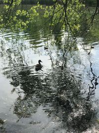 Ducks swimming in lake