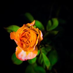 Close-up of rose against black background