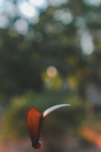 Close-up of orange flower on field