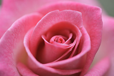 Close-up of pink rose