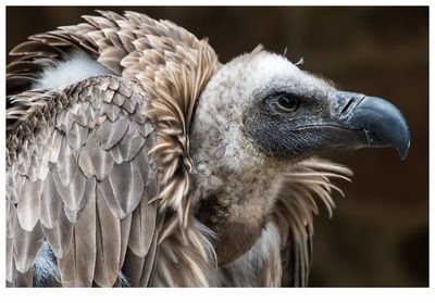 Close-up of eagle