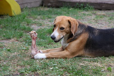 Dog relaxing on field