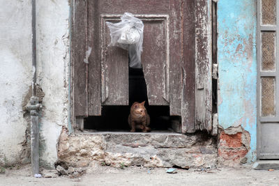 Portrait of cat sitting on door