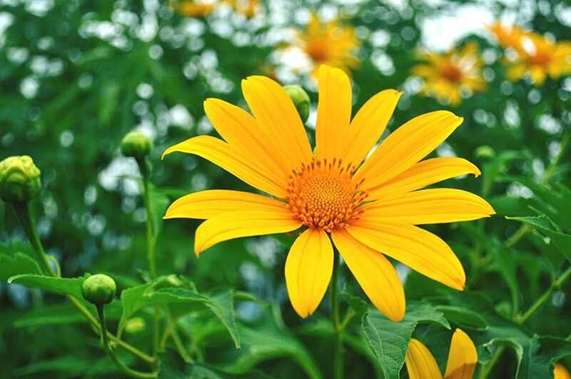 flower, petal, nature, beauty in nature, fragility, freshness, flower head, growth, close-up, focus on foreground, pollen, blooming, plant, yellow, day, outdoors, no people