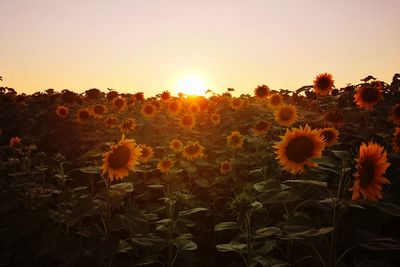 Close-up of sunflower on field against sky during sunset