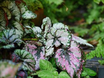 Close-up of purple flowering plant