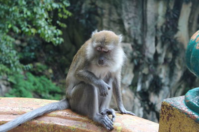 Monkey sitting outdoors