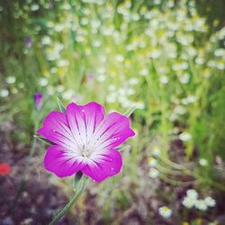 Close-up of flower blooming outdoors