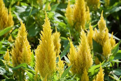 Close-up of yellow flowering plant