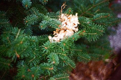 High angle view of christmas tree