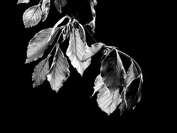 Low angle view of leaves against black background