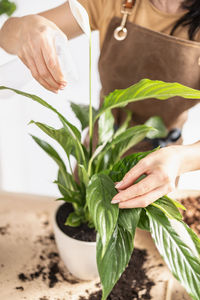 Closeup of female gardener hands watering houseplant using spray bottle